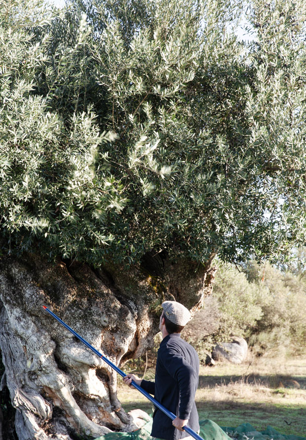 Olive Picking in Proença-a-Nova: Harvest, Storage and Local Mills